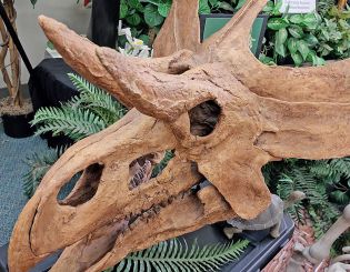 Dinosaur Class