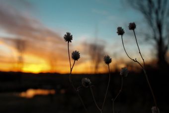 Wildflowers