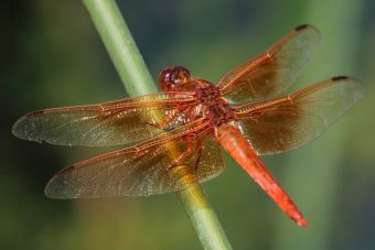 John Wilson, "Flame Skimmer", Digital Photography, 8” x 10”, NFS