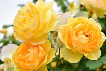 Vicki Bessinger, "Yellow Roses", digital photograph, 8” x 10”, NFS
