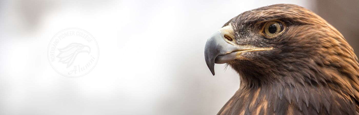 photo of golden eagle head