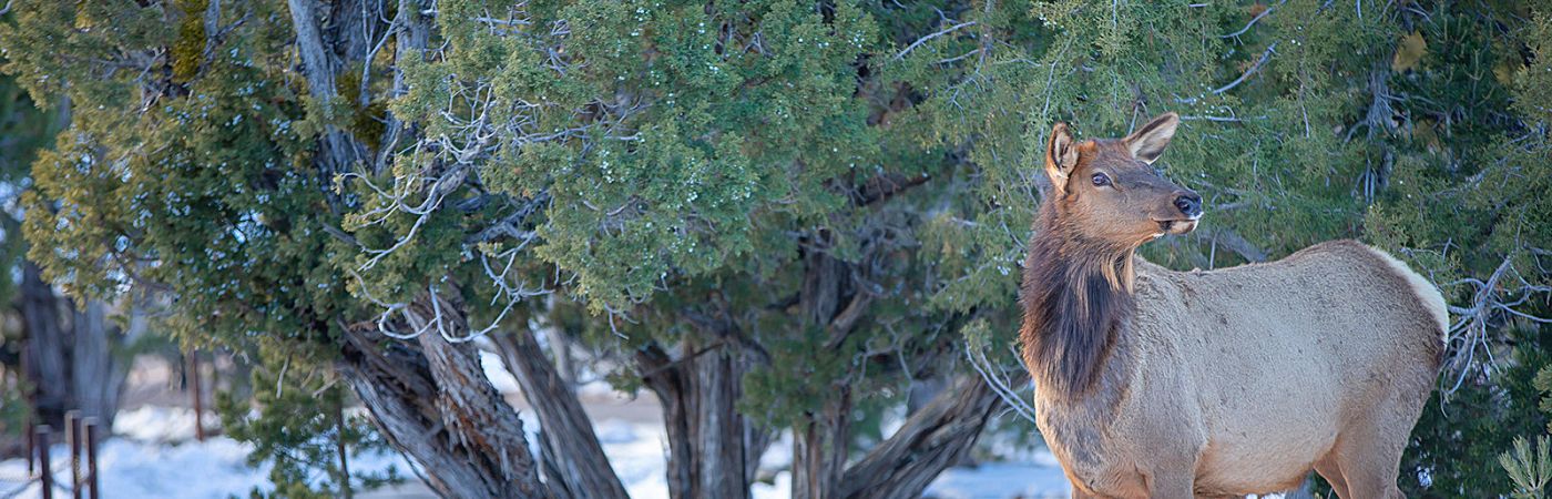 Elk standing near tree