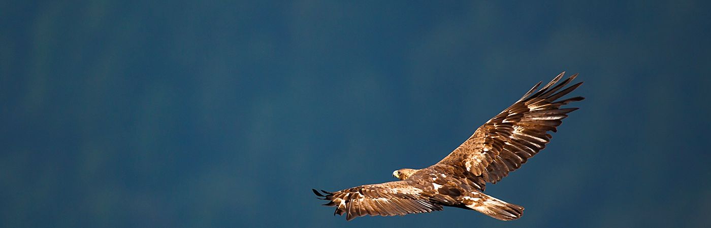 Golden eagle soaring